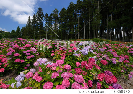 Azukibatake, Hanakawa-cho, Kitaibaraki City, Ibaraki Prefecture - A colorful cluster of hydrangeas at Kitaibaraki Hydrangea Forest, a famous hydrangea spot 116868920