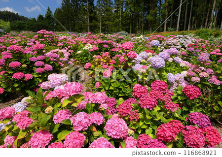 Azukibatake, Hanakawa-cho, Kitaibaraki City, Ibaraki Prefecture - A colorful cluster of hydrangeas at Kitaibaraki Hydrangea Forest, a famous hydrangea spot Azukibatake, Hanakawa-cho, Kitaibaraki City, Ibaraki Prefecture - A colorful cluster of hydrangeas at Kitaibaraki Hydrangea Forest, a famous hydrangea spot 116868921