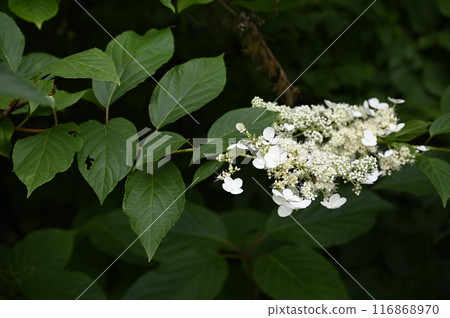 山中綻放的白色花朵 山中綻放的白色花朵 116868970