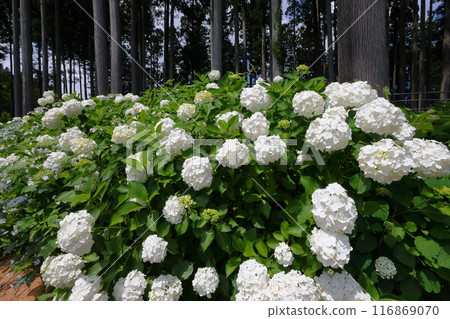 茨城縣北茨城市花川町紅豆田,紫陽花名勝安娜貝爾胡同,北茨城紫陽花林中的白色紫陽花 茨城縣北茨城市花川町紅豆田,紫陽花名勝安娜貝爾胡同,北茨城紫陽花林中的白色紫陽花 116869070