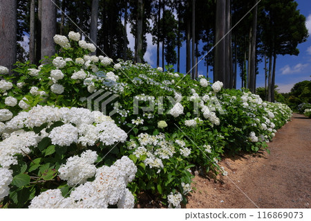 Azukibatake, Hanakawacho, Kitaibaraki City, Ibaraki Prefecture: A famous hydrangea spot: White hydrangeas in Kitaibaraki Hydrangea Forest, Annabelle's Lane 116869073