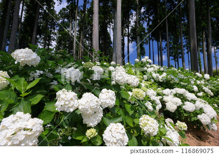 Azukibatake, Hanakawacho, Kitaibaraki City, Ibaraki Prefecture: A famous hydrangea spot: White hydrangeas in Kitaibaraki Hydrangea Forest, Annabelle's Lane Azukibatake, Hanakawacho, Kitaibaraki City, Ibaraki Prefecture: A famous hydrangea spot: White hydrangeas in Kitaibaraki Hydrangea Forest, Annabelle's Lane 116869075