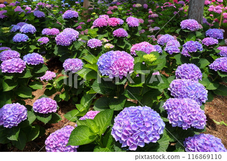 Azukibatake, Hanakawa-cho, Kitaibaraki City, Ibaraki Prefecture - A cluster of hydrangeas in the famous Kitaibaraki Hydrangea Forest Azukibatake, Hanakawa-cho, Kitaibaraki City, Ibaraki Prefecture - A cluster of hydrangeas in the famous Kitaibaraki Hydrangea Forest 116869110