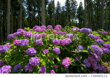 Azukibatake, Hanakawa-cho, Kitaibaraki City, Ibaraki Prefecture - A cluster of hydrangeas in the famous Kitaibaraki Hydrangea Forest Azukibatake, Hanakawa-cho, Kitaibaraki City, Ibaraki Prefecture - A cluster of hydrangeas in the famous Kitaibaraki Hydrangea Forest 116869112
