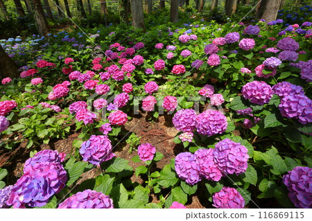 Azukibatake, Hanakawa-cho, Kitaibaraki City, Ibaraki Prefecture - A cluster of hydrangeas in the famous Kitaibaraki Hydrangea Forest Azukibatake, Hanakawa-cho, Kitaibaraki City, Ibaraki Prefecture - A cluster of hydrangeas in the famous Kitaibaraki Hydrangea Forest 116869115