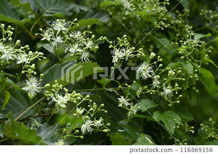 山野間盛開的牡丹鶴白花 116869156