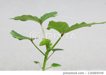 秋葵的萌芽 116869549