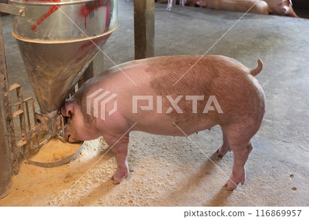 Adult pig eating powder food in farm. 116869957