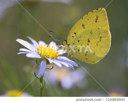 Eurasian butterfly on a daisy flower 116869993