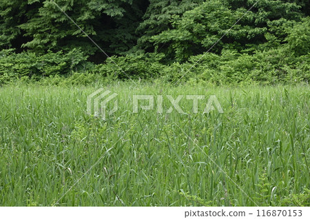 Reed field in early summer 116870153
