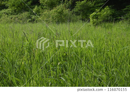 Reed field in early summer Reed field in early summer 116870155