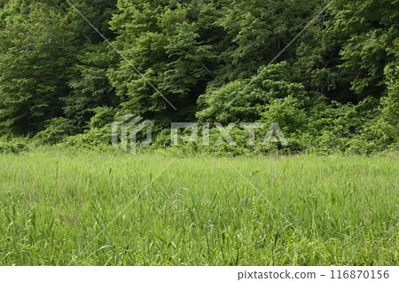 Reed field in early summer Reed field in early summer 116870156