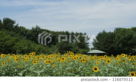 向日葵領域向日葵 向日葵領域向日葵 116870513