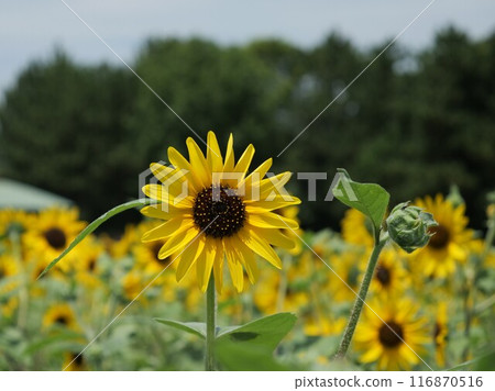 Sunflower field sunflower 116870516