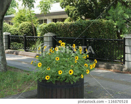 Mini sunflowers in a planter Mini sunflowers in a planter 116870528