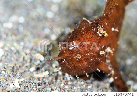 rog魚 rog魚 116870741