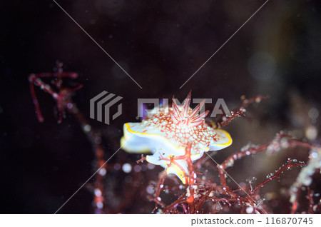 Sarasa sea cow Sarasa sea cow 116870745