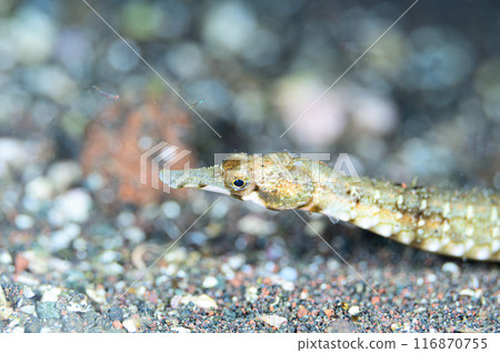 楊枝魚 116870755