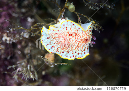 薩拉薩海牛 薩拉薩海牛 116870759