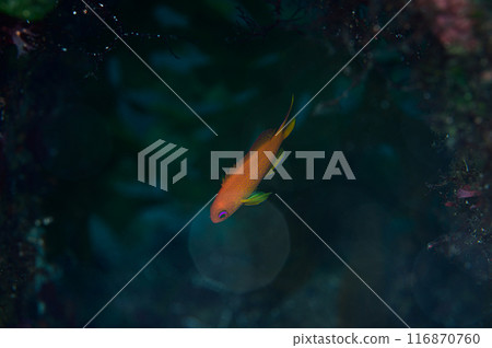 魚在海裡游泳 魚在海裡游泳 116870760