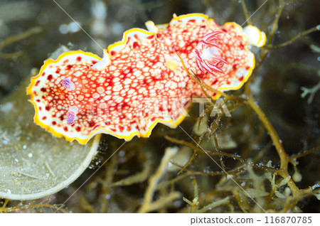 薩拉薩海牛 薩拉薩海牛 116870785