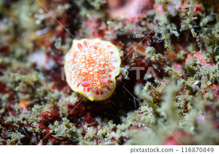 薩拉薩海牛 薩拉薩海牛 116870849