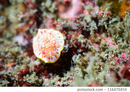 薩拉薩海牛 薩拉薩海牛 116870850