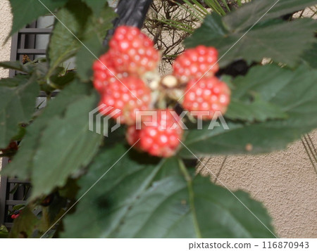 Mulberry Mulberry 116870943