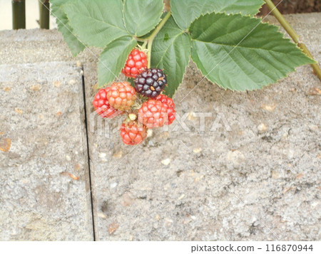 Mulberry Mulberry 116870944