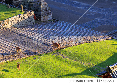 Summer 2024 Evening view of Nigatsudo Hall in Nara - Nara deer strolling through the front garden in the setting sun 116870994