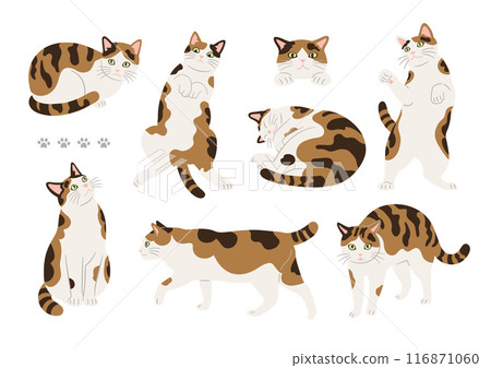Illustration of cute calico cat in various poses Illustration of cute calico cat in various poses 116871060