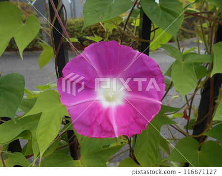 牽牛花 116871127