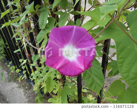 牽牛花 116871128