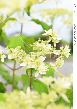 Hydrangea in full bloom 116871174
