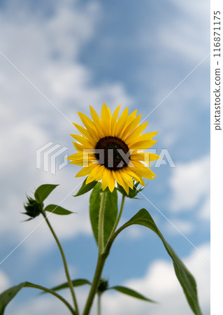 Sunflower in full bloom 116871175