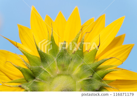 Sunflower in full bloom 116871179