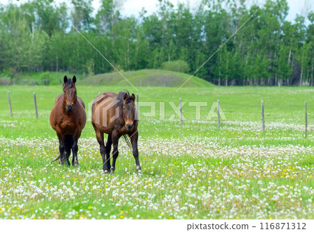 Two brown horses are standing in the farm green pasture. 116871312