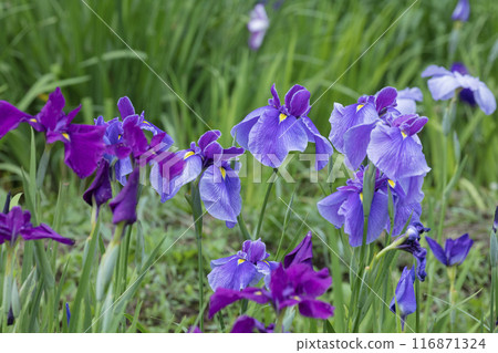 Hanabishi flower 116871324
