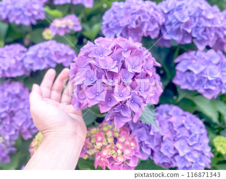 把你的手放在繡球花上 116871343
