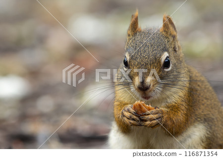 American red squirrel is eating a mushroom on the ground in the garden. 116871354