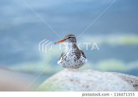 Spotted sandpiper is laying and resting on the rock at the water in spring. Spotted sandpiper is laying and resting on the rock at the water in spring. 116871355