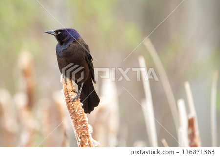 Common grackle is sitting on a yellow reed at the pond in spring. 116871363