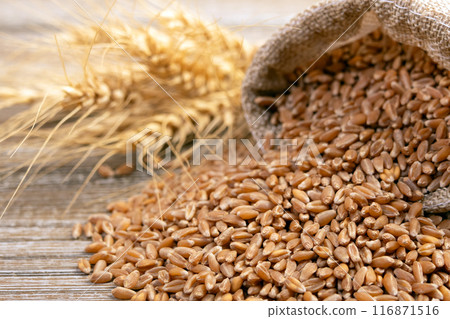 Wheat ears and grain in a sack spilled on a wooden table. Wheat ears and grain in a sack spilled on a wooden table. 116871516