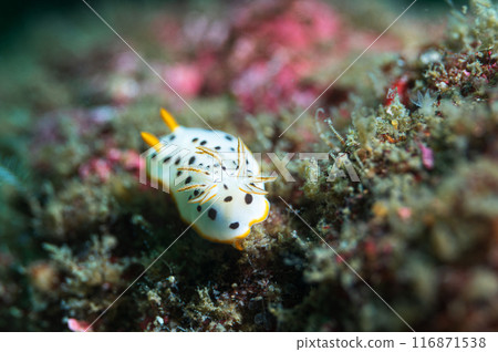 White shrimp 116871538