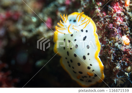 White shrimp 116871539