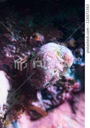 偽裝成岩石的團子魚 116871563