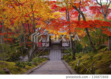 秋天的京都,常寂光寺,從正殿前的石階上眺望被秋葉覆蓋的仁王門 秋天的京都,常寂光寺,從正殿前的石階上眺望被秋葉覆蓋的仁王門 116871608