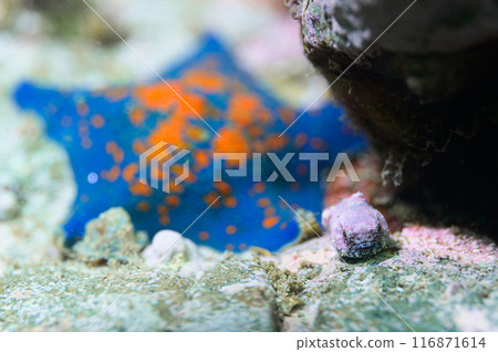 Dango fish Dango fish 116871614