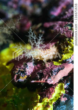 Ishiko, a type of sea cucumber Ishiko, a type of sea cucumber 116871638