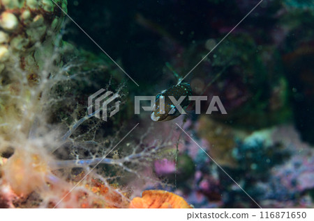 北倉的幼魚 116871650